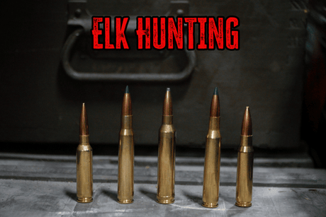 Best Cartridges for Elk Hunting